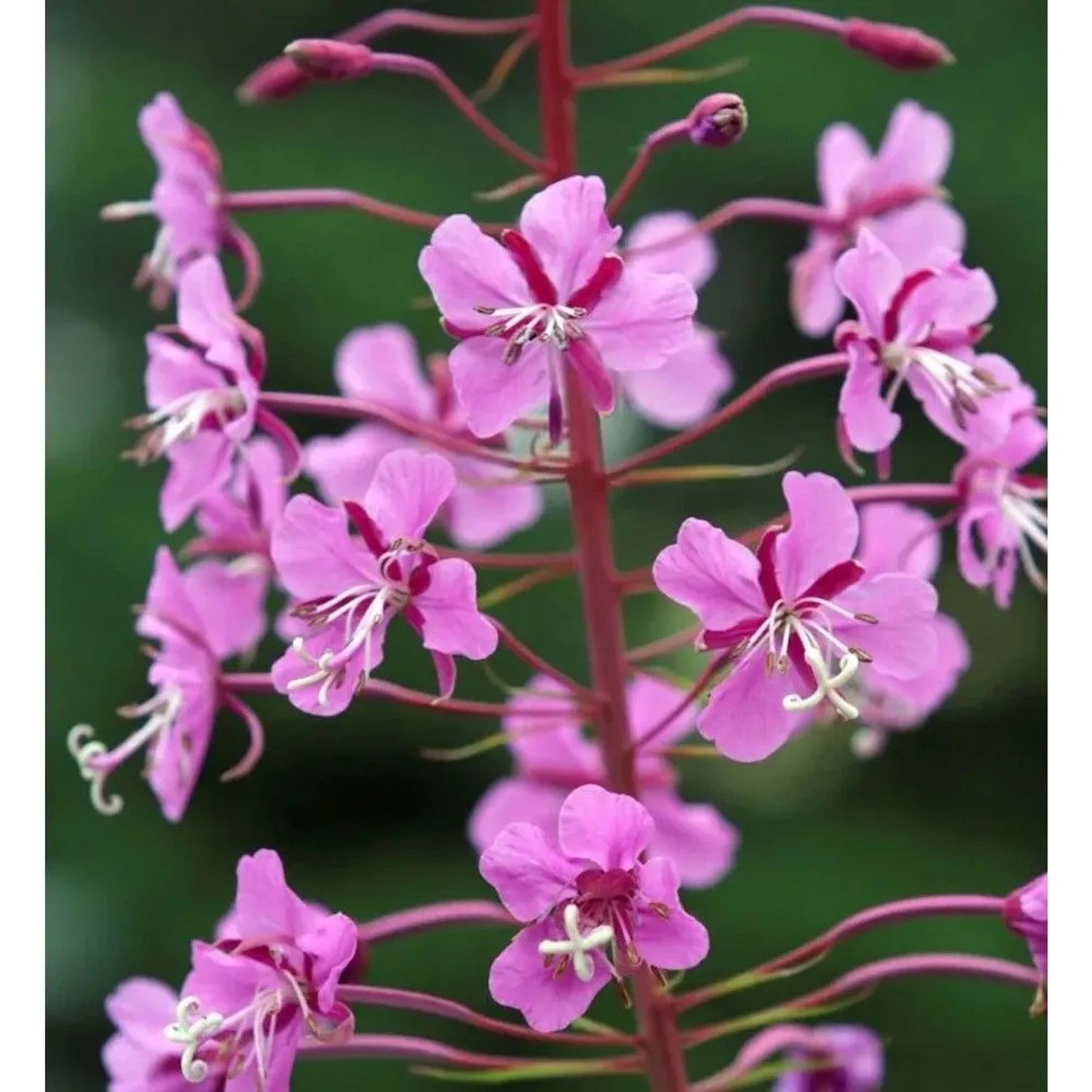 Weidenröschen Stahl Rose - Epilobium angustifolium