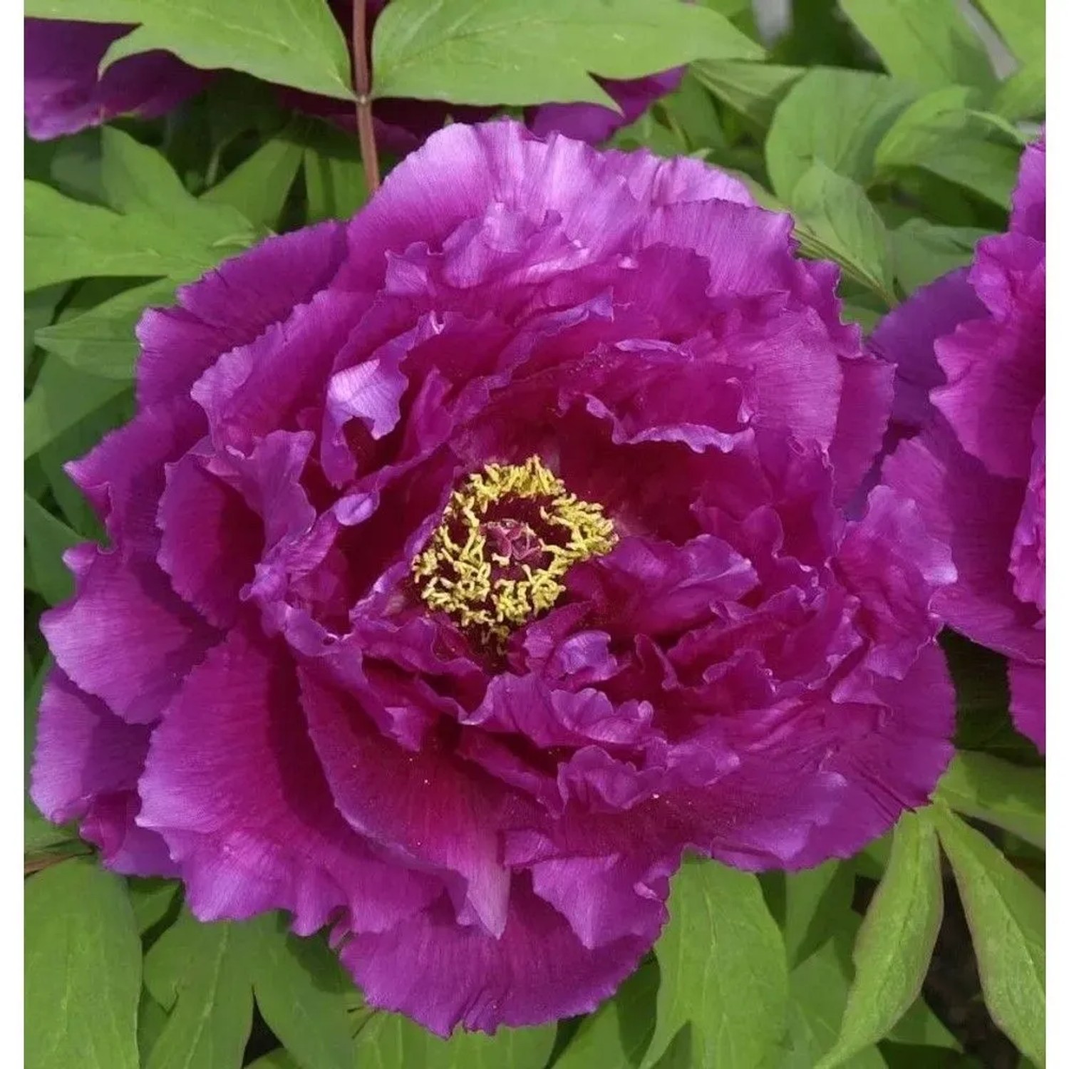Strauchpfingstrose Hana Daijin - Paeonia suffruticosa