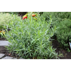 Frischer, grüner Bio-Estragon (Artemisia) im Topf, ideal als Küchenkräuter.