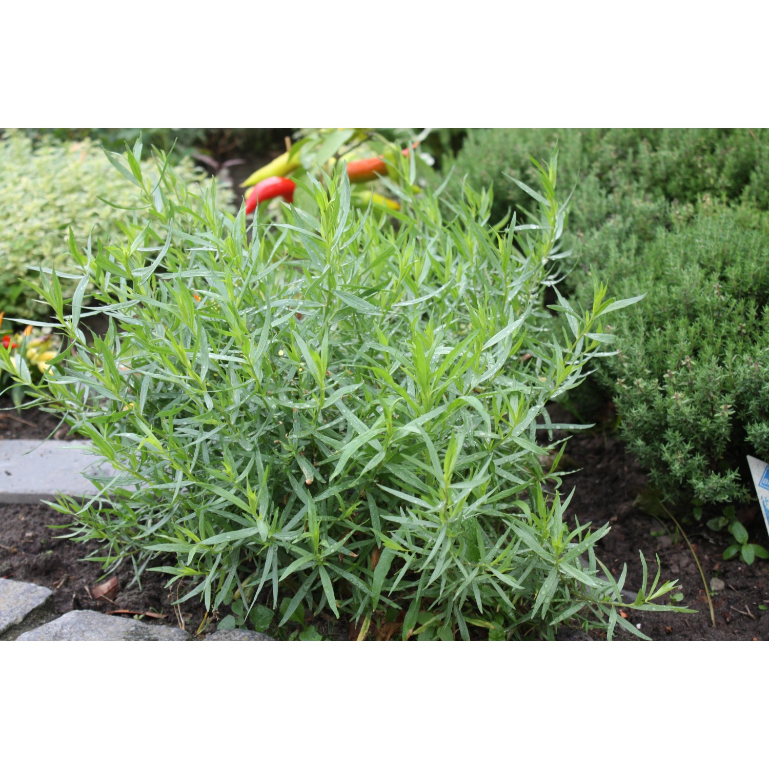 Frischer, grüner Bio-Estragon (Artemisia) im Topf, ideal als Küchenkräuter.