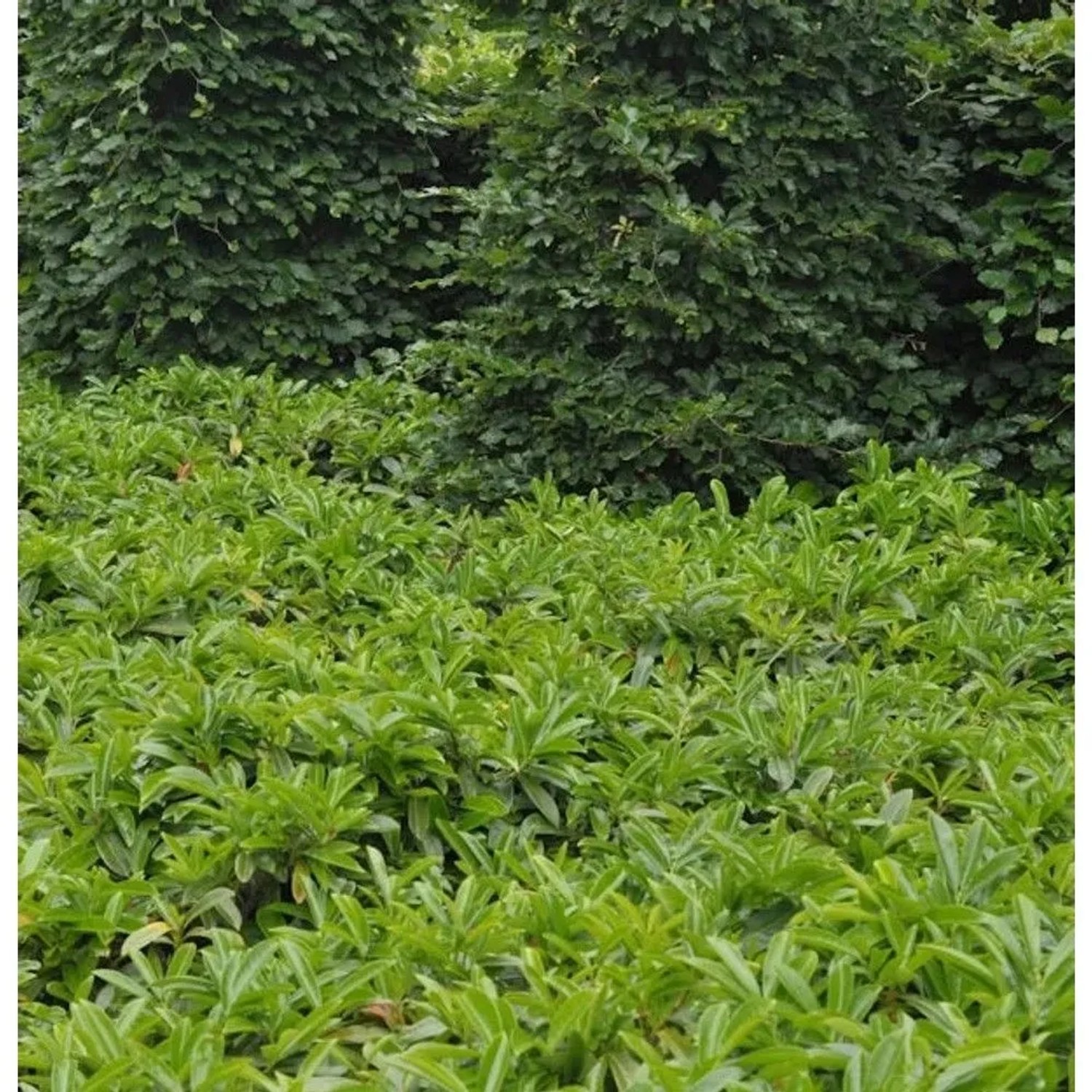 Bodendecker Lorbeerkirsche Mount Vernon 20-30cm - Prunus,aurocerasus