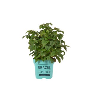 Himbeere 'Raspberry Shortcake' im Topf, grüne Blätter. Kompakte Sorte für Balkon und Terrasse.
