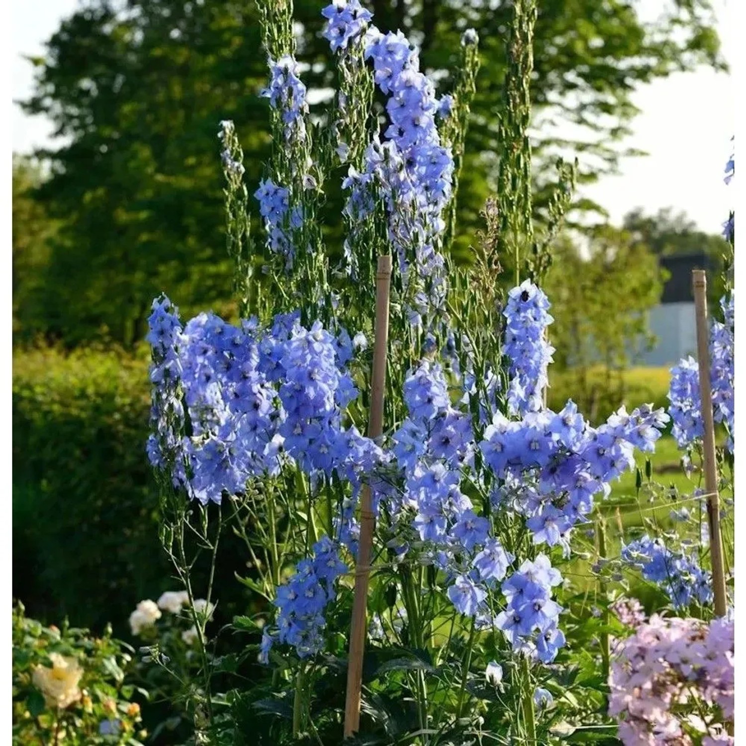 Hoher Rittersporn Gletscherwasser - Delphinium elatum