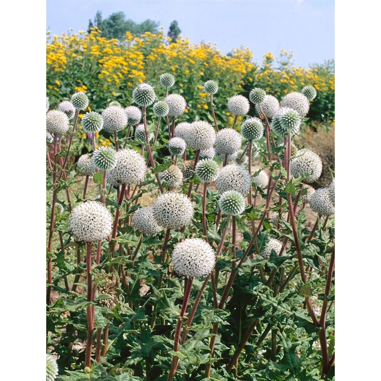 Echinops Sphaerocephalus Arctic Glow Kugeldistel Ca. 9x9 cm Topf günstig online kaufen