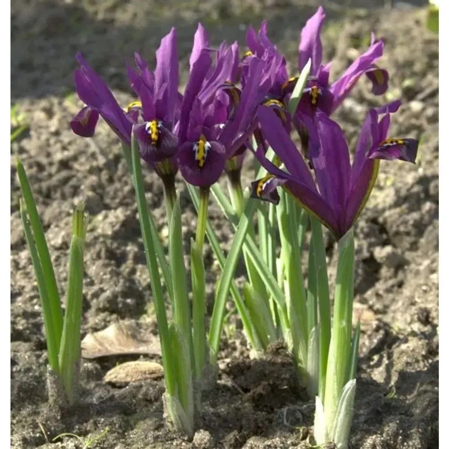 Winteriris J. S. Dijt - Iris reticulata günstig online kaufen