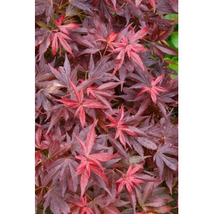 Kompakter Acer Palmatum Aratama Japanischer Ahorn mit roten Blättern.