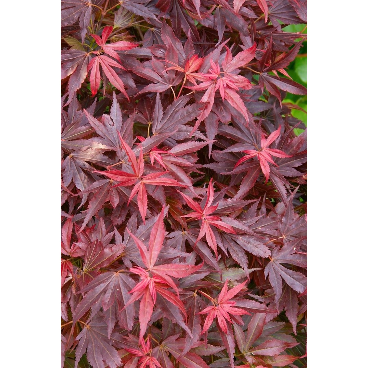 Acer Palmatum Aratama Japanischer Ahorn Kompakt 40–60 cm günstig online kaufen