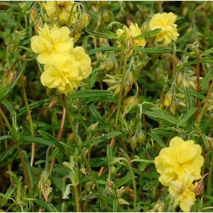 Gelbes Sonnenröschen 'Gelbe Perle' als Staude im Garten.