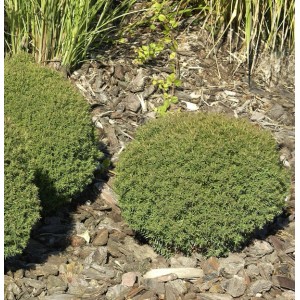 Kuscheliger, runder Lebensbaum Teddy (Thuja occidentalis) im Gartenbeet.