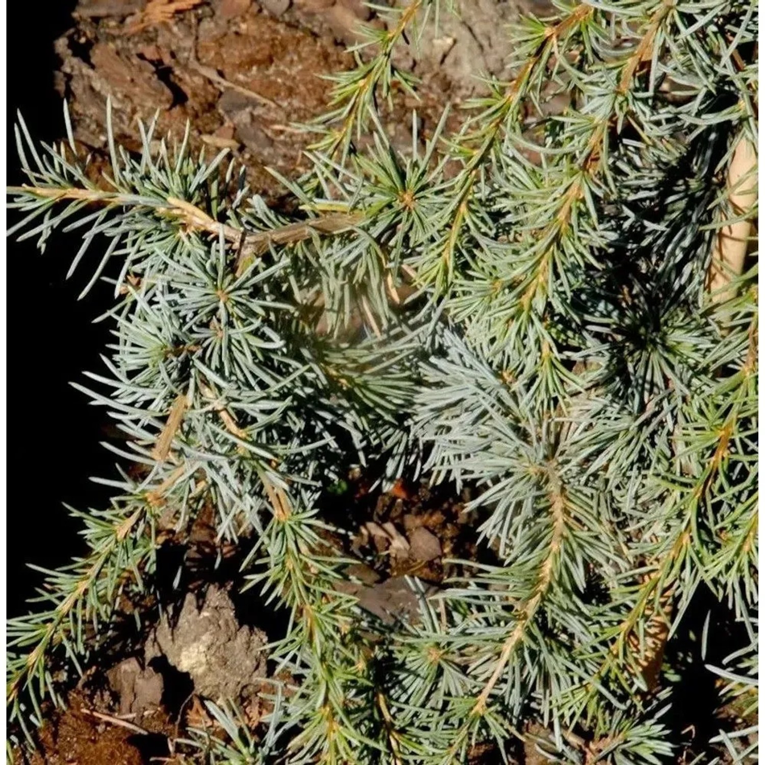 Säulen-Atlaszeder 40-60cm - Calocedrus decurrens