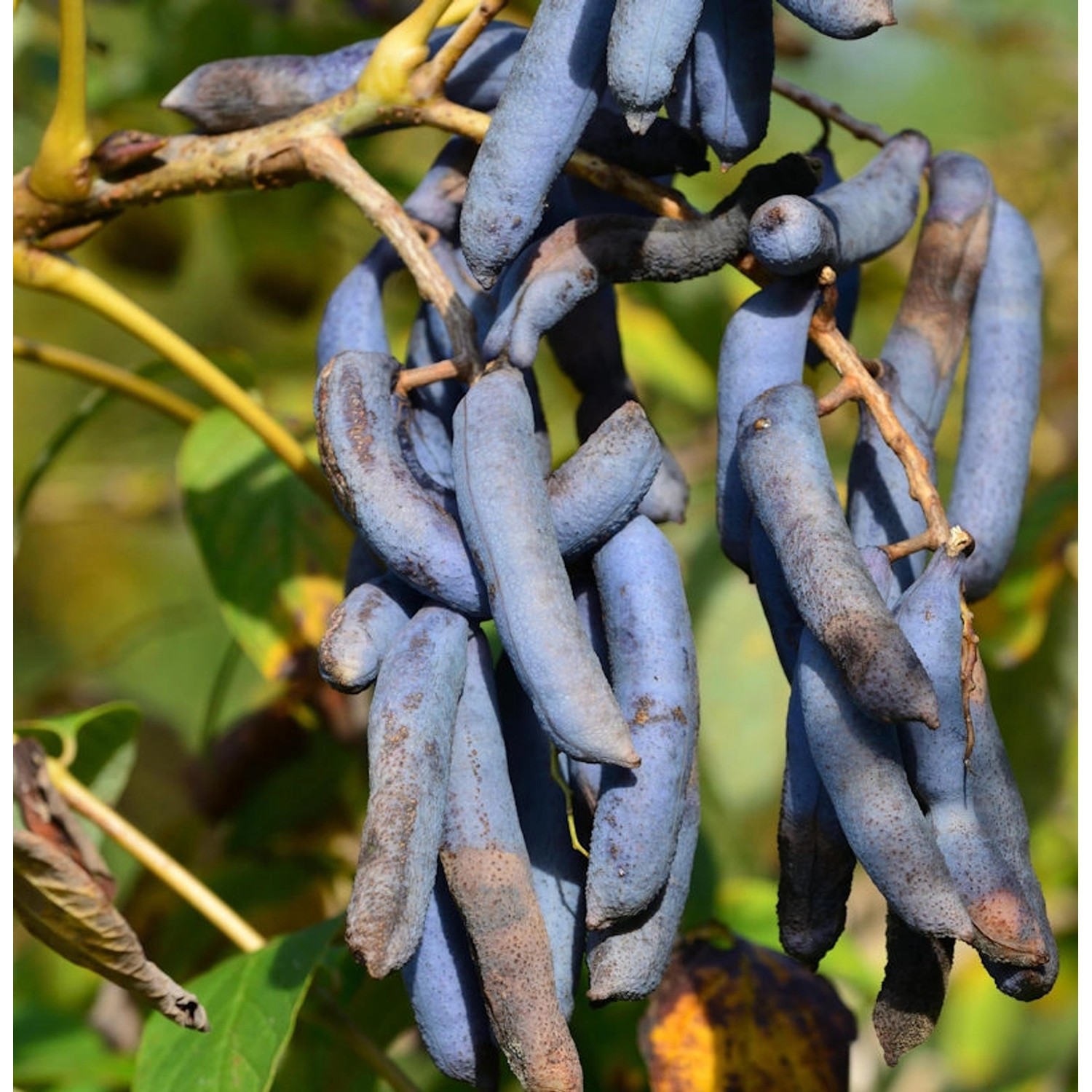 Blaugurkenbaum 100-125cm - Decaisnea fargesii günstig online kaufen