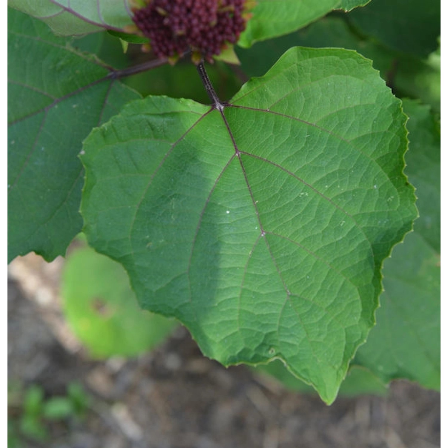 China Losbaum Pink Diamond 60-80cm - Clerodendrum bungei günstig online kaufen