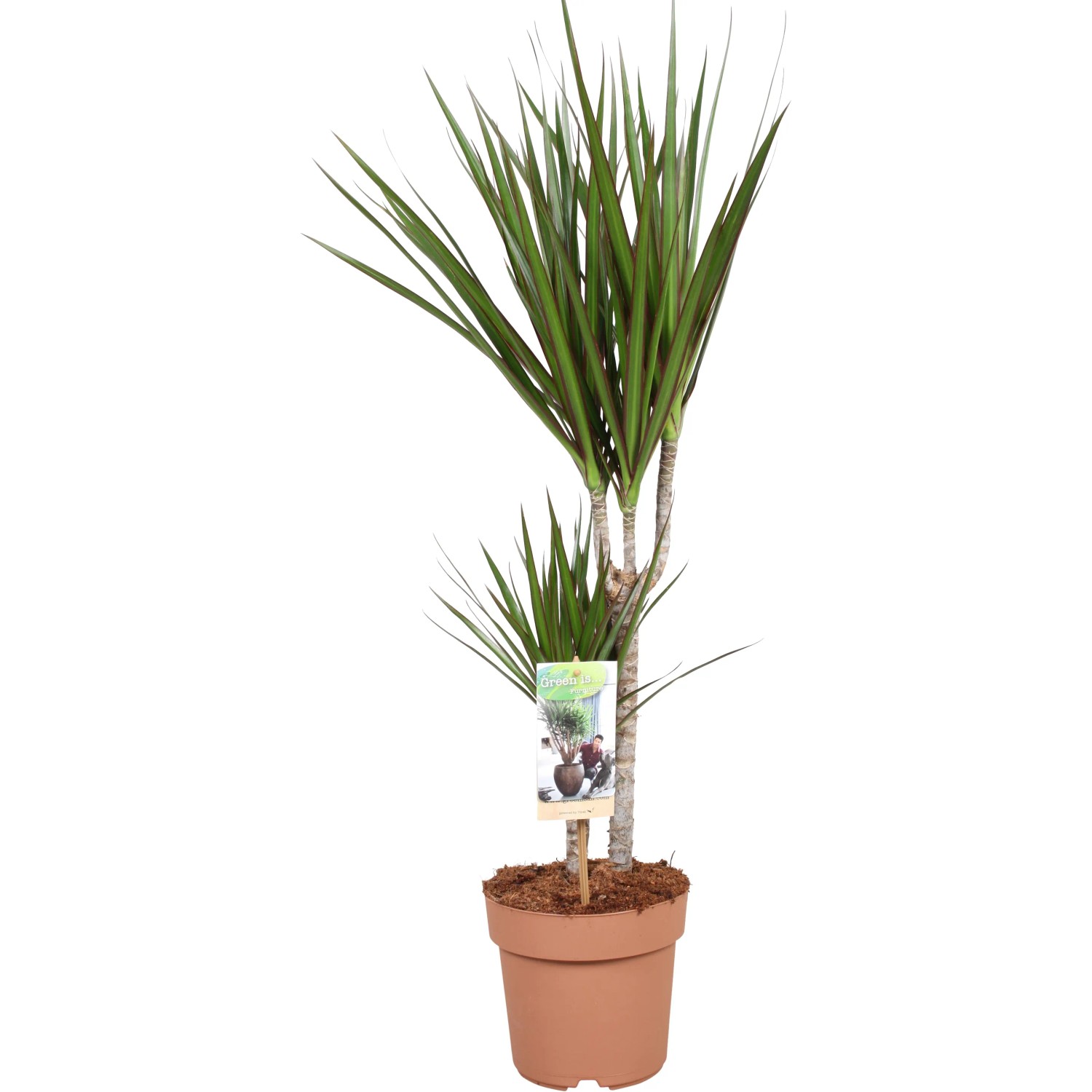 Drachenbaum Dracaena Topf 17 cm kaufen bei OBI