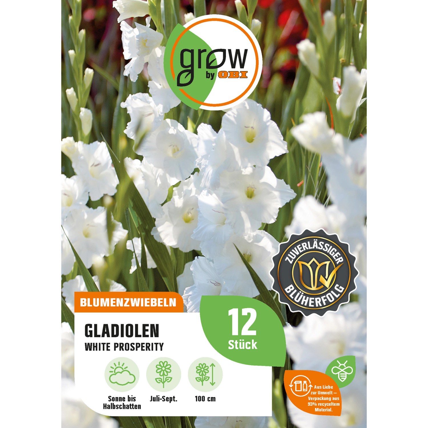 GROW by OBI Gladiole White Prosperity Höhe ca. 100 cm Gladiolus grandifloru günstig online kaufen