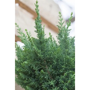 Nahaufnahme der grünen Scheinzypresse 'Little Spire', 20–25 cm hoch.