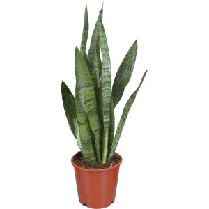 Bogenhanf (Sansevieria trifasciata) im braunen Topf, verschiedene grüne Sorten.