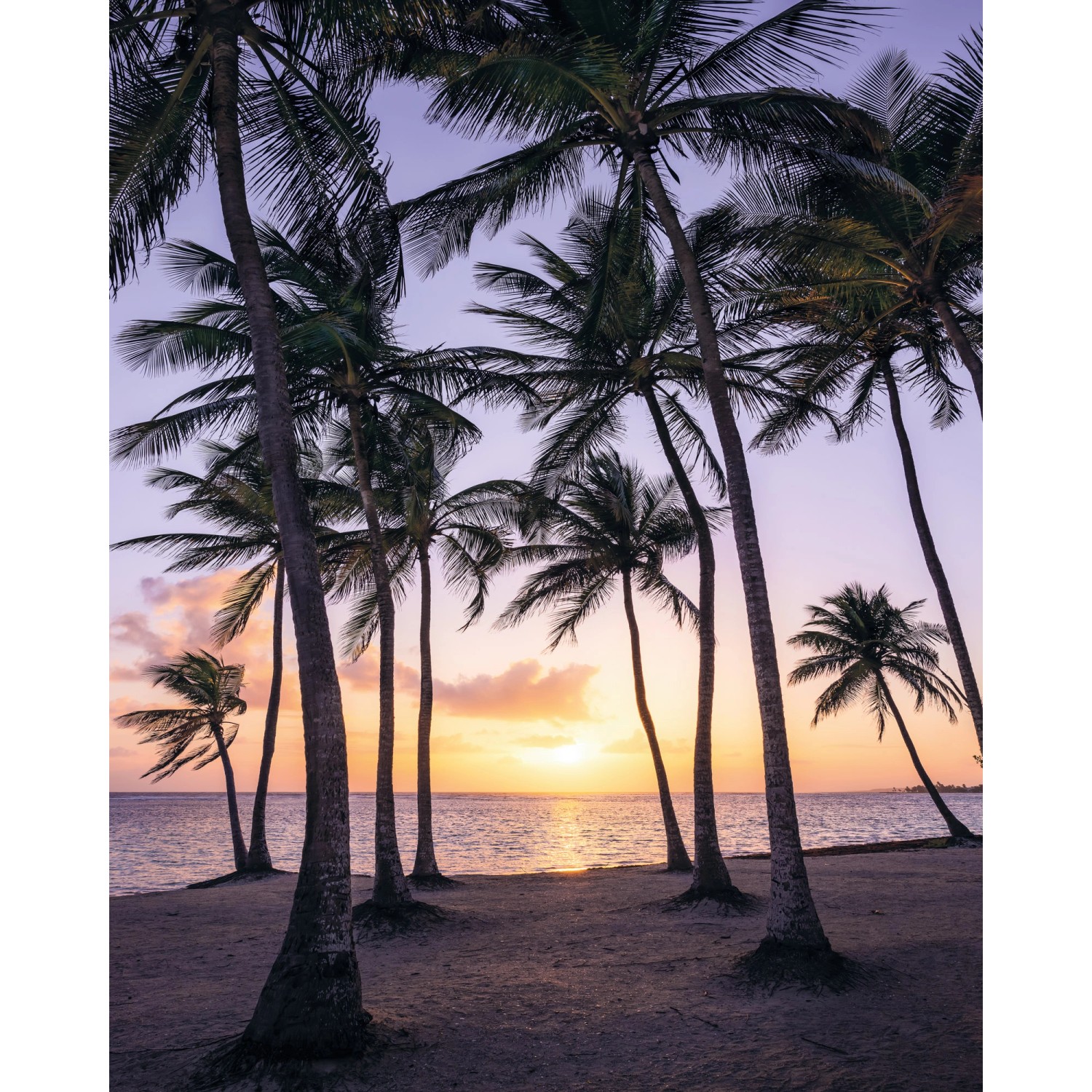 Komar Fototapete Vlies Palmtrees on Beach  200 x 250 cm