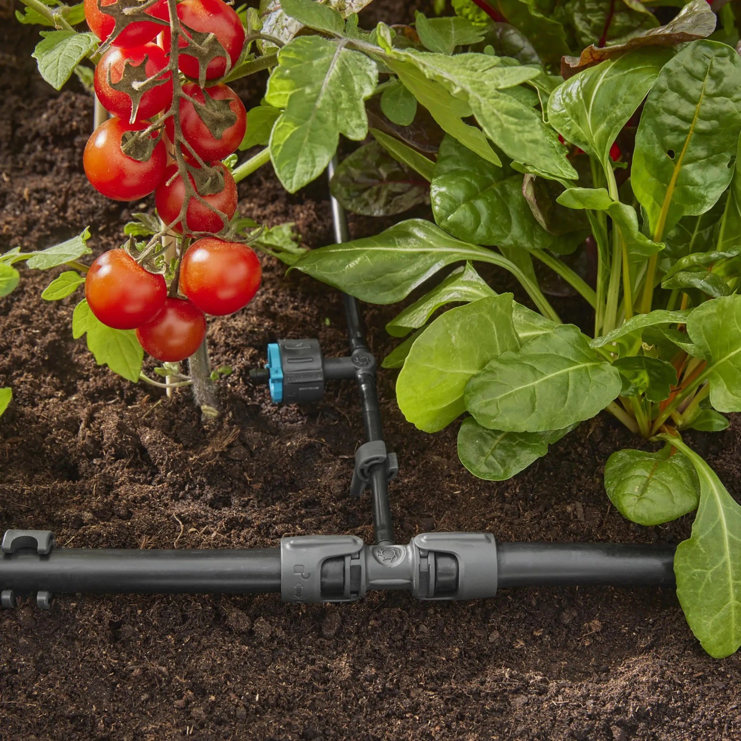 Gardena Reihentropfer im Einsatz: Bewässerung von Tomaten und Gemüse im Garten mit Micro-Drip-System.