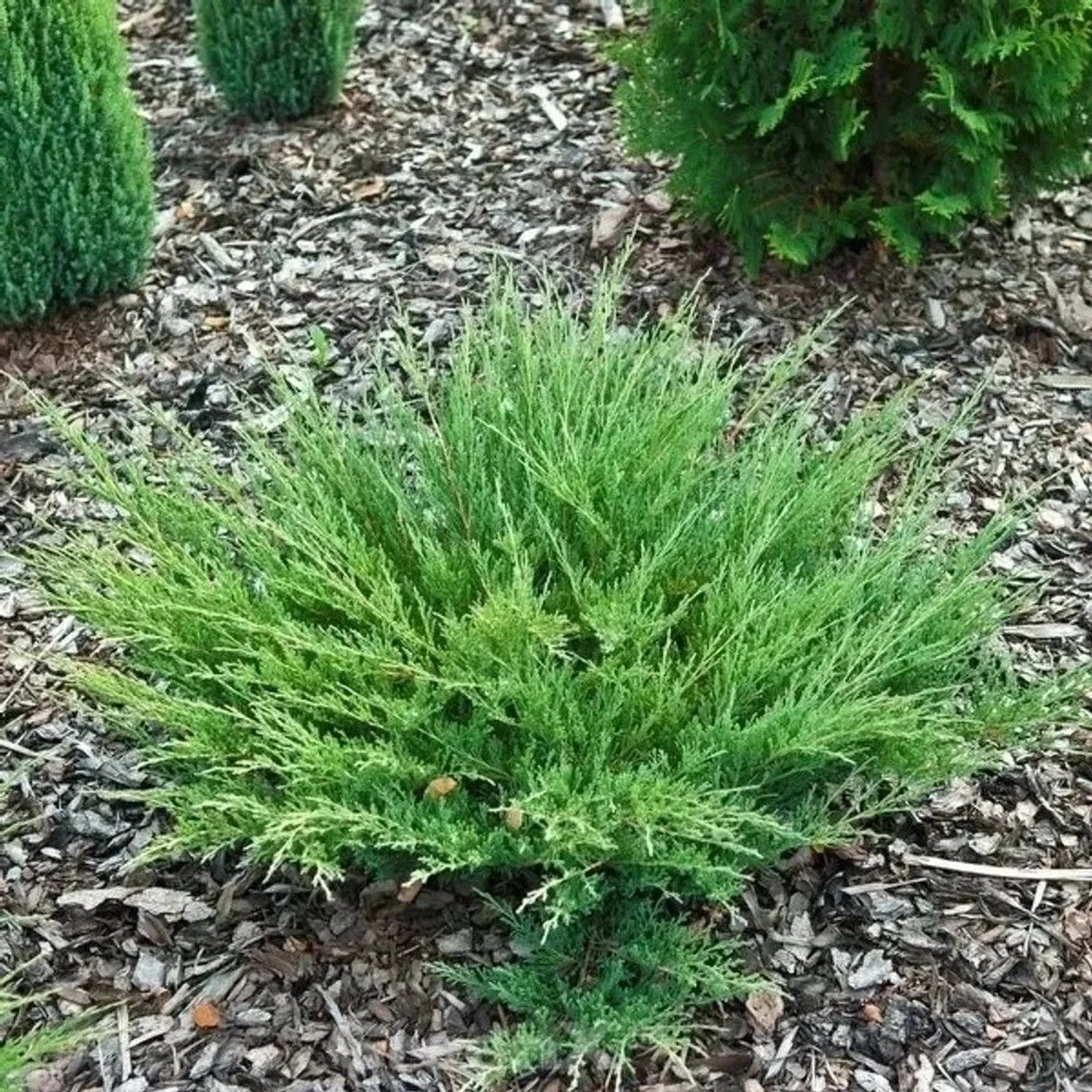 Grüner Kriechwacholder Andorra Compact, flach wachsender Strauch im Gartenbeet mit Rindenmulch.
