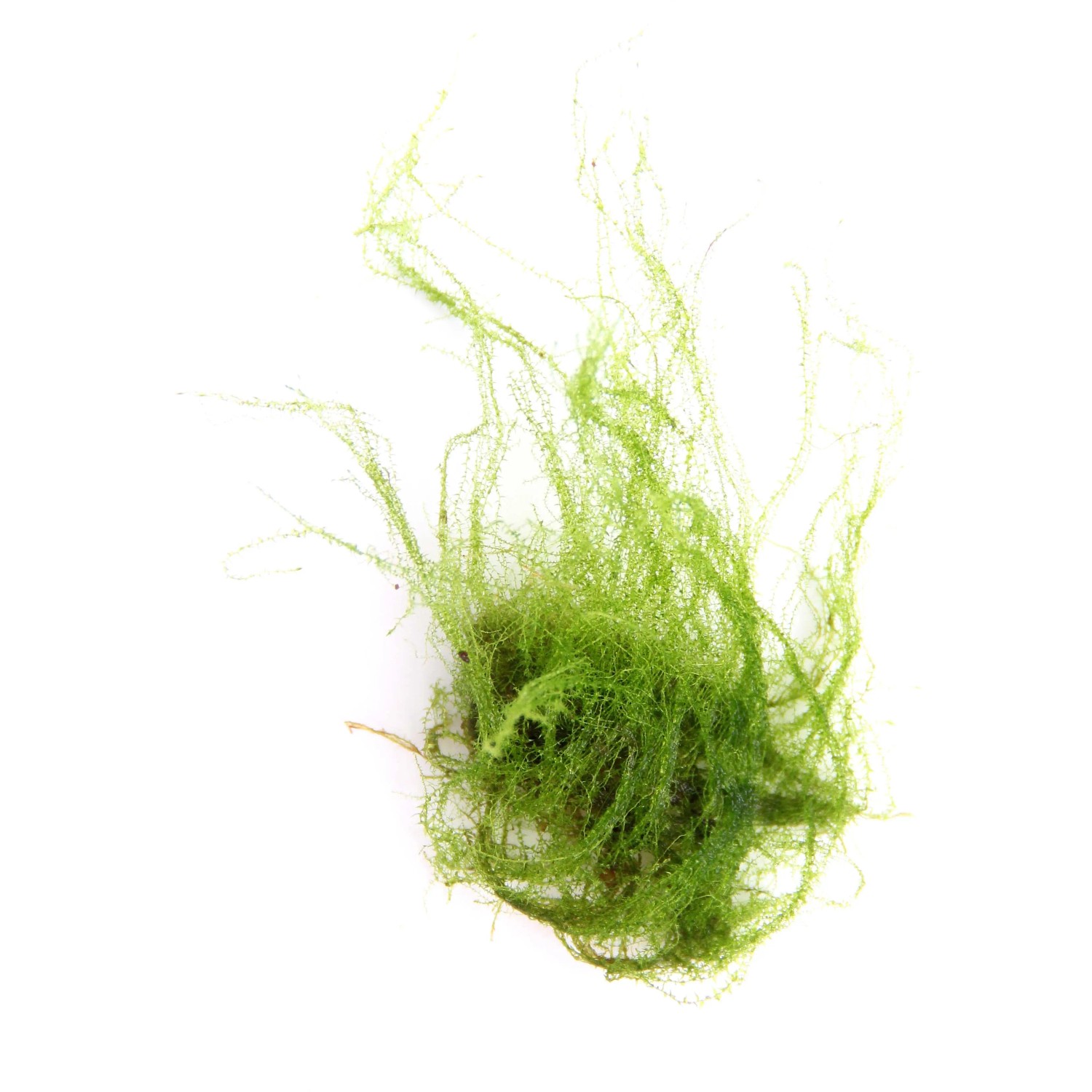 Dennerle Plants Aquariumpflanze Amblystegi um serpens 5-10 cm Moosfarbend