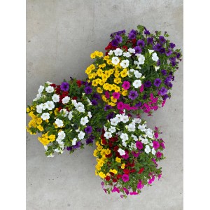 Drei Töpfe GROW by OBI Zauberglöckchen Quattro Hängepflanzen mit bunten Blüten.