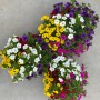 Drei Töpfe GROW by OBI Zauberglöckchen Quattro Hängepflanzen mit bunten Blüten.