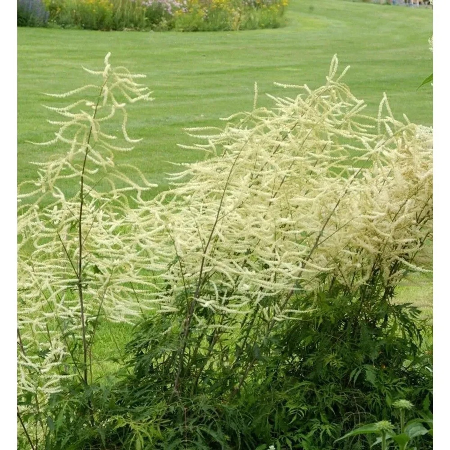 Waldgeißbart Whirlwind - Aruncus dioicus