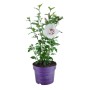 Hibiskus Bali Weiß im Topf, ca. 30-40 cm hoch, weiße Blüte mit rosa Mitte.