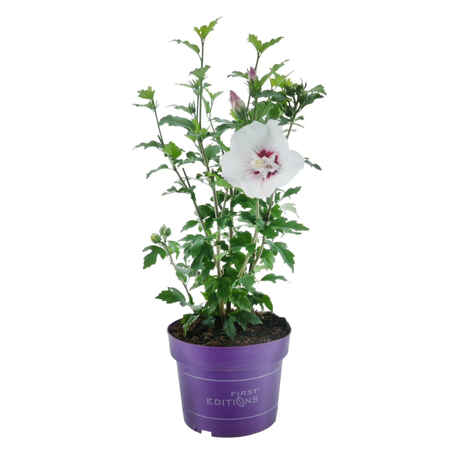 Hibiskus "Bali" Weiß Höhe ca. 30-40 cm Topf ca. 3,5 l Hibiscus syriacus