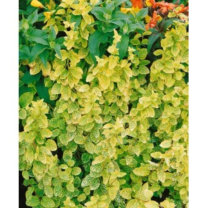 Japanisches Geißblatt 'Aureoreticulata' mit goldgelb geäderten Blättern, eine attraktive Kletterpflanze.