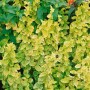 Japanisches Geißblatt 'Aureoreticulata' mit goldgelb geäderten Blättern, eine attraktive Kletterpflanze.