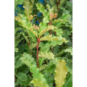 Immergrüne Glanzmispel Photinia Serratifolia Crunchy, 40–60 cm, mit gezackten Blättern.