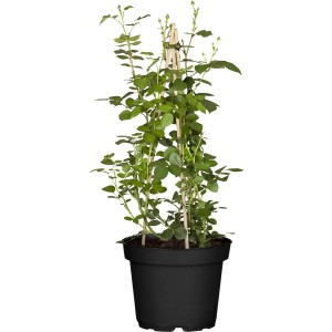 Gelbe Kletterrose im Topf, ca. 20-30 cm hoch, ideal für Spaliere und Pergolen.