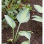Funkie Captain Kirk - Hosta cultorum_2