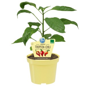 Blu Bio-Tropfen-Chili (Capsicum chinense) im Topf, grüne Blätter, gelber Topf.