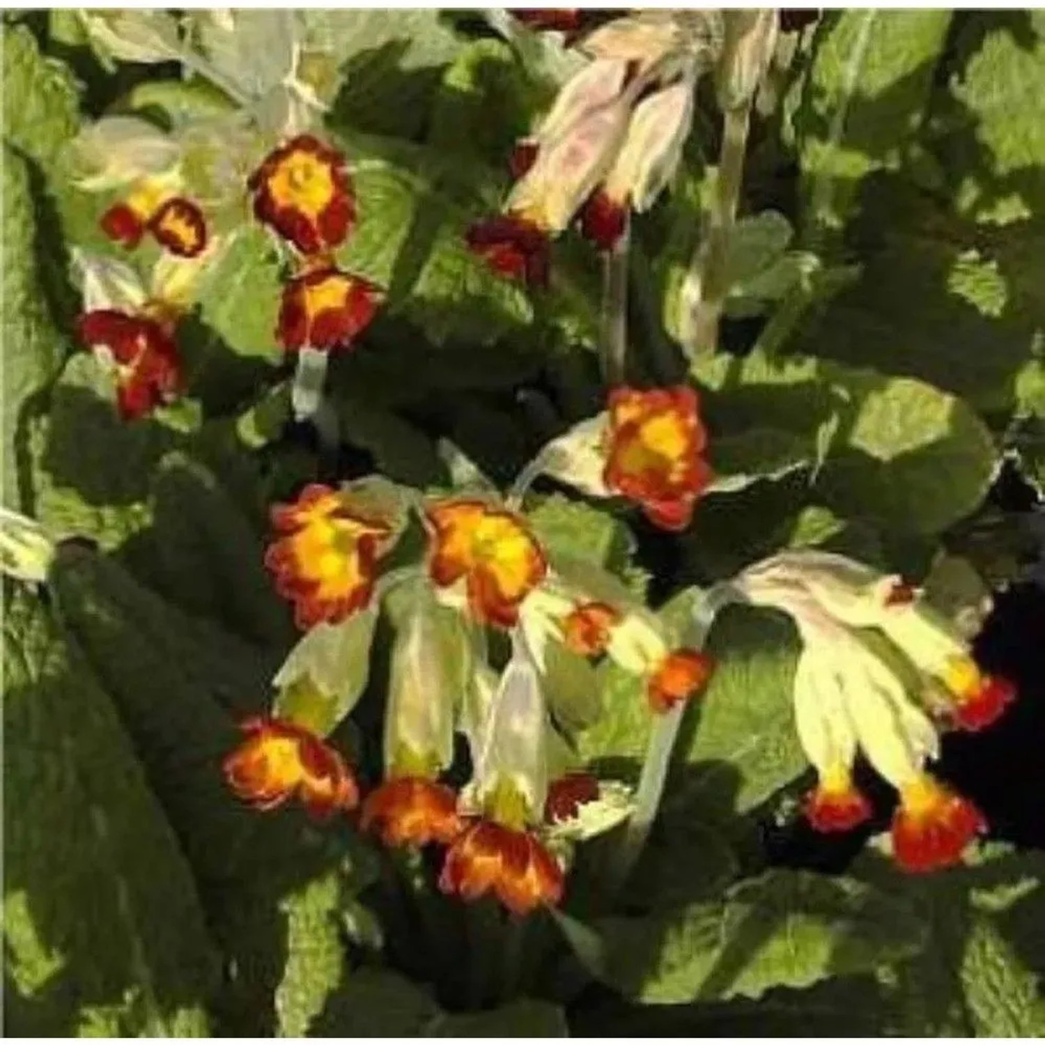 Echte Schlüsselblume Sunset Shades - Primula veris