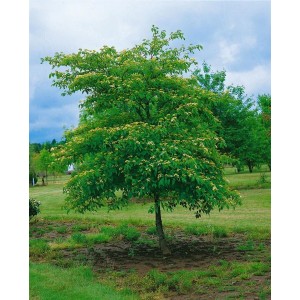 Cornus Alternifolia Pagoden-Hartriegel, 100–125 cm, mit weißen Blüten im Garten.
