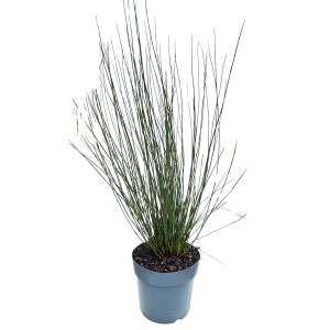 GROW by OBI Elegie Gras im Topf, ca. 19cm Durchmesser.