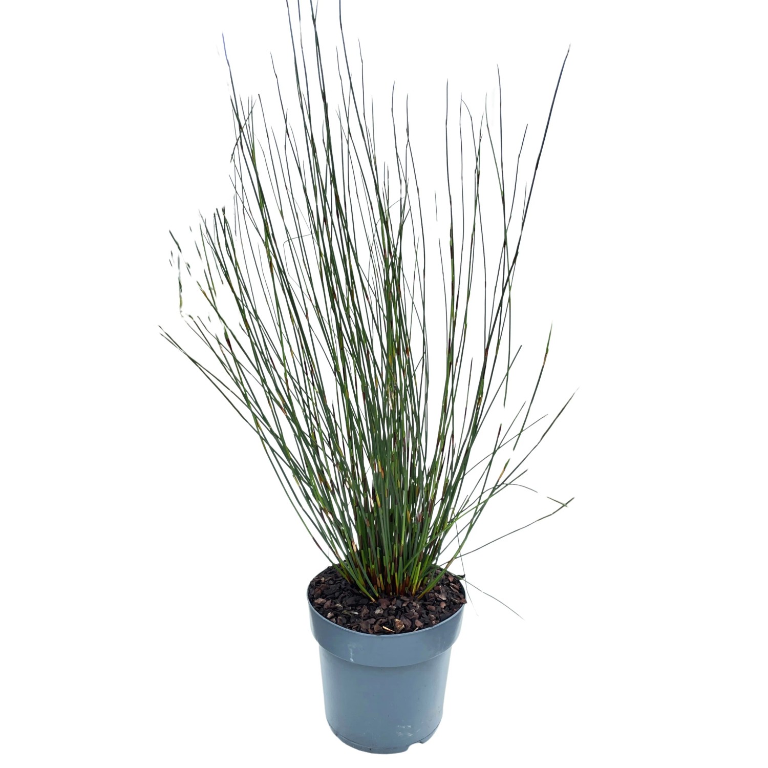 Kap-Strohschilf Elegia tectorum Fishhoek T19
