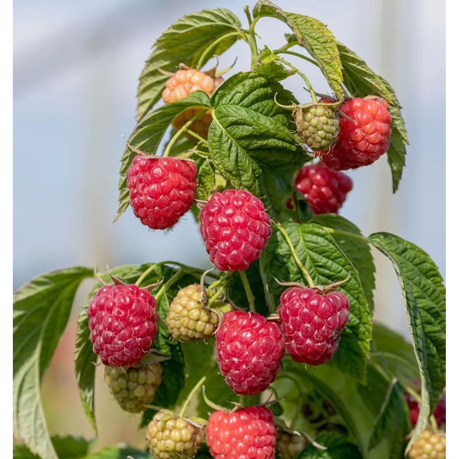 Himbeere Autumn Chef Primberry - Rubus idaeus