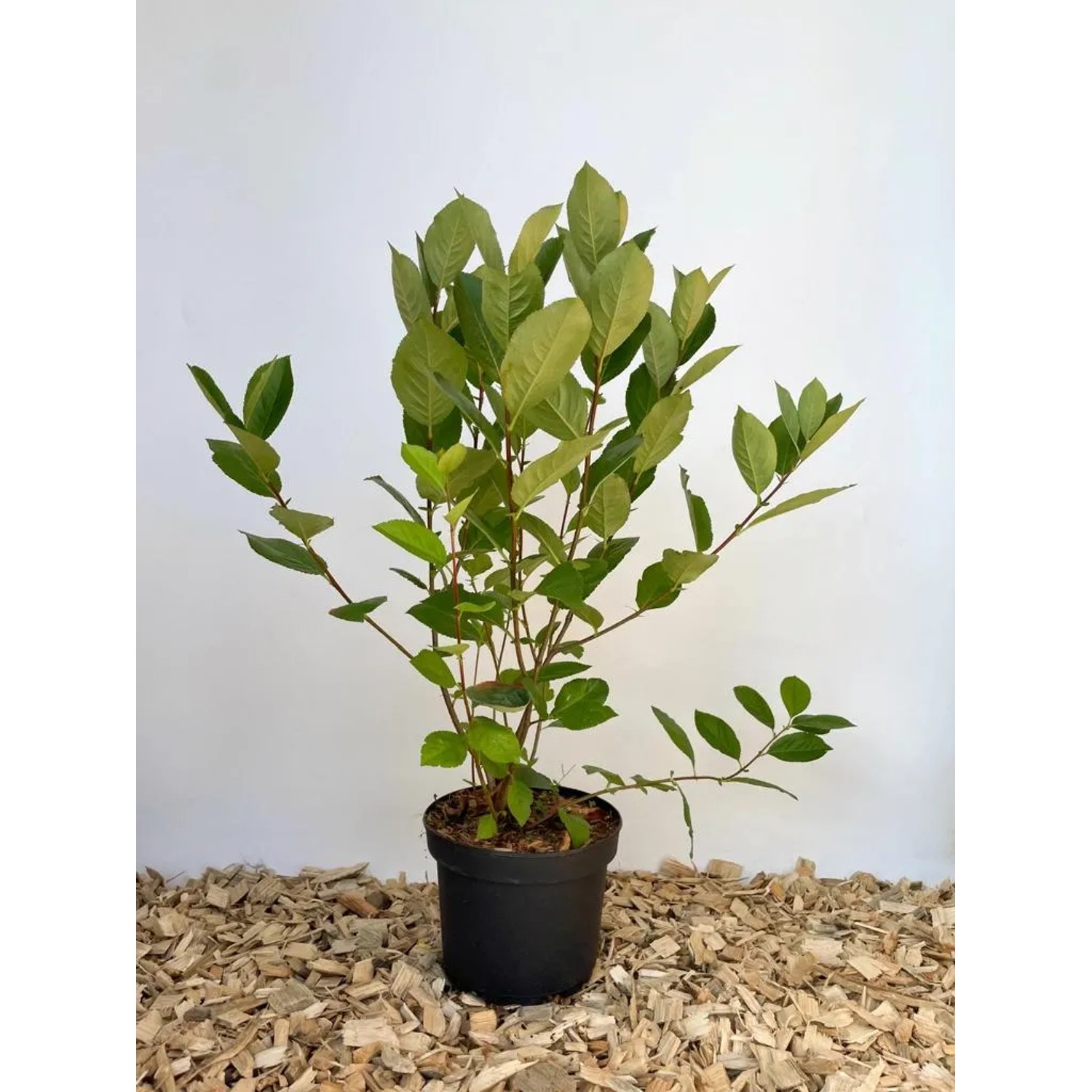 Baumfink Apfelbeere im Topf, ca. 60-100cm hoch, mit grünen Blättern.