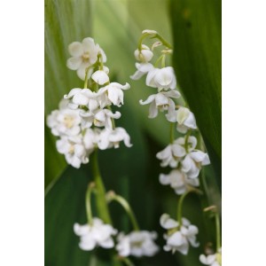 Nahaufnahme von blühenden, weißen, gefüllten Maiglöckchen (Convallaria majalis Pleniflora).