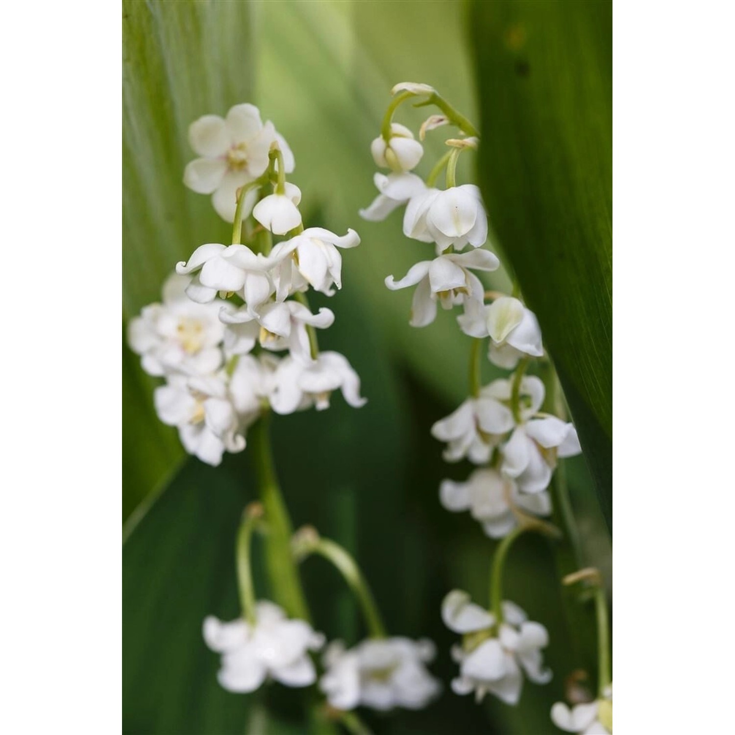 Convallaria Majalis Pleniflora Maiglöckchen Ca. 9x9 cm Topf günstig online kaufen