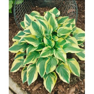 Funkie 'Wide Brim' (Hosta Sieboldiana) im Topf, grüne Blätter mit gelbem Rand.