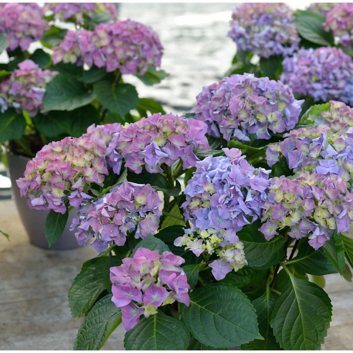 Bauernhortensie Early Blue 30-40cm - Hydrangea macrophylla günstig online kaufen