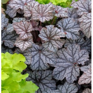 Nahaufnahme von Purpurglöckchen 'Pinot Gris' (Heuchera villosa) mit silbrig-grauen Blättern.