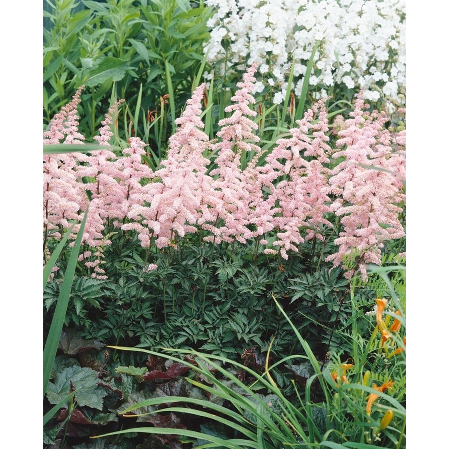 Astilbe X Arendsii Grete Püngel Prachtspiere Ca. 9x9 cm Topf günstig online kaufen