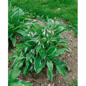 Funkie 'Antioch' im Topf mit grün-weiß geränderten Blättern und zarten Blüten.