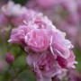 Nahaufnahme der rosa OBI Bodendeckerrosen mit zarten Blütenblättern.