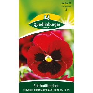 Quedlinburger Stiefmütterchen 'Schweizer Riesen Abendglut' mit roter Blüte und schwarzer Zeichnung.